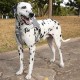 Нагръдник с неопрен и светлоотразителна лента за кучета Нагръдник с неопрен и светлоотразителна лента за кучета