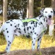 Нагръдник промазка с неопрен, с ръкохватка, светлоотразителен за кучета Нагръдник промазка с неопрен, с ръкохватка, светлоотразителен за кучета