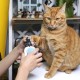Ножица за нокти ОВАЛ с предпазител
