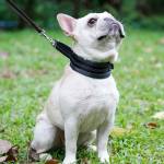 Нашийник DOG LEMI КОМФОРТ, светлоотразителен за кучета