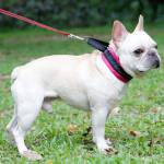 Нашийник DOG LEMI КОМФОРТ, светлоотразителен за кучета